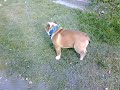English bulldog Bono morning walk1.mp4