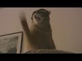 FUNNY CAT HISSES WEARING SUNGLASSES!!! FUNNY CAT HISSES WEARING SUNGLASSES!!!