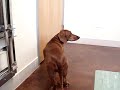 Toby visiting the doctor