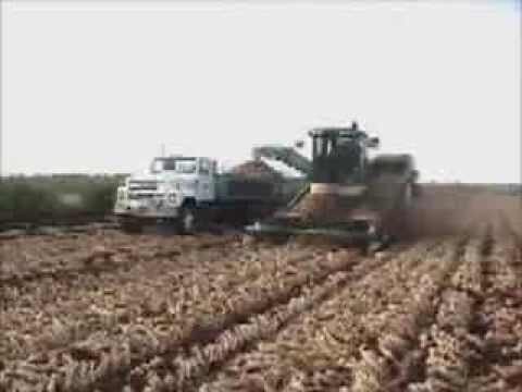 how to harvest green onions