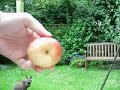 St Wilhelm's, 00007, Cambridge, Apple crush