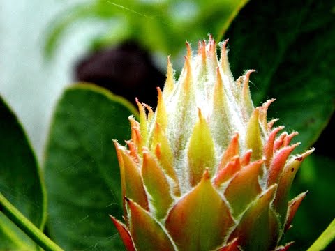 how to fertilize protea