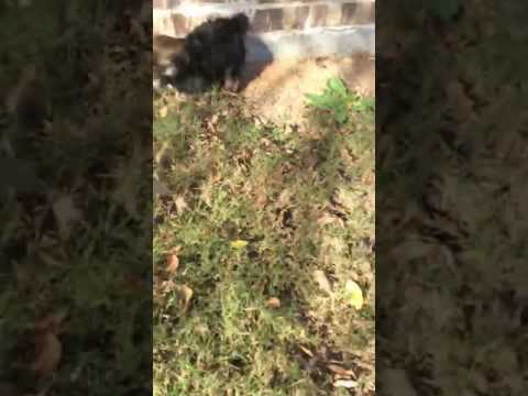 Shorkie Puppy is ready for adoption!