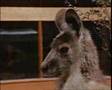 skippy the bush kangaroo