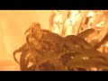 Hydroponic Marijuana Growroom (2nd Crop) Hydroponic Marijuana Growroom (2nd Crop)