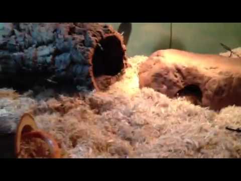how to care for a corn snake