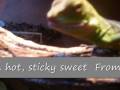 videos de Chinese Water Dragon - feeding JibbaJabba