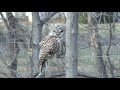 Barred Owl