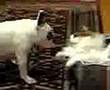 Dog vs Cat うちの猫と犬