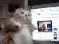 Numa Numa Fat Cat Puppet