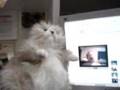 Numa Numa Fat Cat Puppet