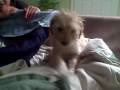 Our Female Goldendoodle Puppie Sadie