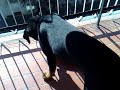 cucciolo Rottweiler e maialino di plastica