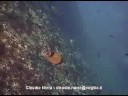 Capocaccia Capocaccia