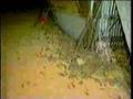 Infestation de souris - &copy; Minuscule.tv