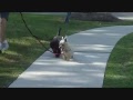 Col. Potter foster Bubba Gump behaves well outside!