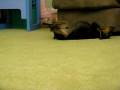 videos de Jack had an itch