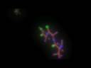 Proteins hebrew sub.avi Proteins hebrew sub.avi