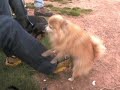 Jack the Wonder Dog