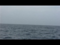 The Pacific in Cold Blood - The Loggerhead Turtle