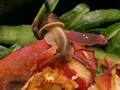 Snail Dance