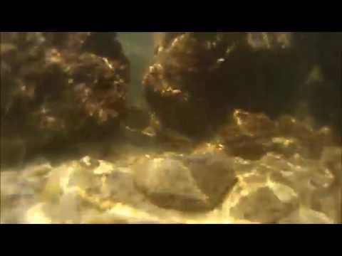 Snorkeling the Jetties at St. Andrews State Park - Panama City Beach
