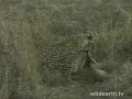 Safari Kills A Grey Duiker Live-1