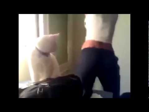 booty dance