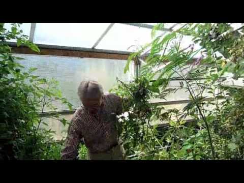 how to transplant a lemon tree