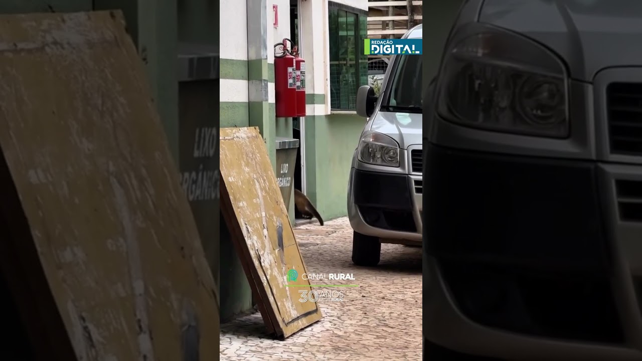 Cena inusitada em Bonito mostra macaquinho pegando pão escondido