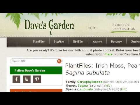 how to grow irish moss