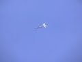 RC Jet F16 Phase 3 launching from ground