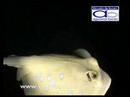 Buceo Nocturno en Thailandia(aguamarbuceo.com) Buceo Nocturno en Thailandia(aguamarbuceo.com)