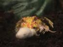 Epic Pac Man Frog Devours Mouse