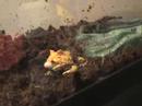 epic pac man frog devours mouse