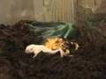 Epic Pac Man Frog Devours Mouse