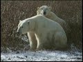 Polar Bears at Churchill (Canada) Polar Bears at Churchill (Canada)