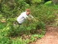 Rejuvenation Pruning of Deciduous Azaleas (Part 1 of 3)
