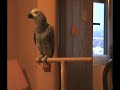 Loro Yaco -- Roky Loro Yaco -- Roky