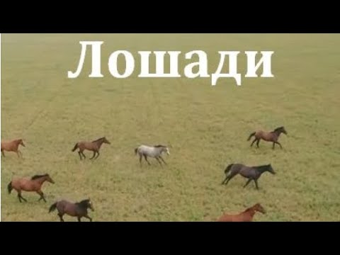 Лошади