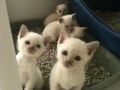 Crystal Lily's Kittens at 5 Weeks