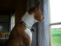 Barkless dog - NOT! Barkless dog - NOT!