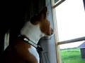 Basenji