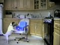 Un Perro Inteligente