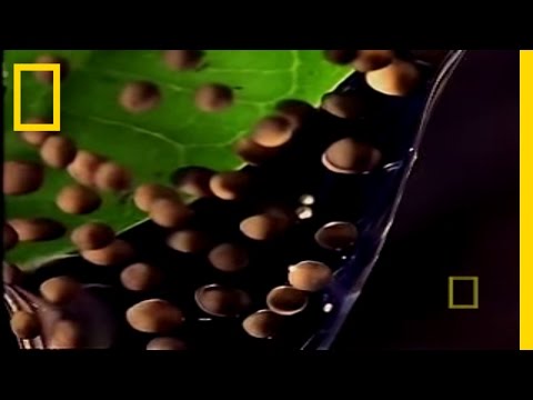 Trials of a Tadpole