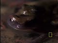 Trials of a Tadpole