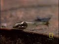 Trials of a Tadpole