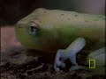 Trials of a Tadpole