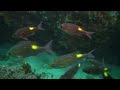 Mozambique Video