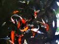 Jog Fish Pond - Episode 12 (koi feeding) Jog Fish Pond - Episode 12 (koi feeding)